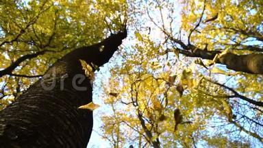 秋天的树叶在缓慢的运动中飘落，阳光在落叶中闪耀